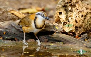 Central Thailand birding tours