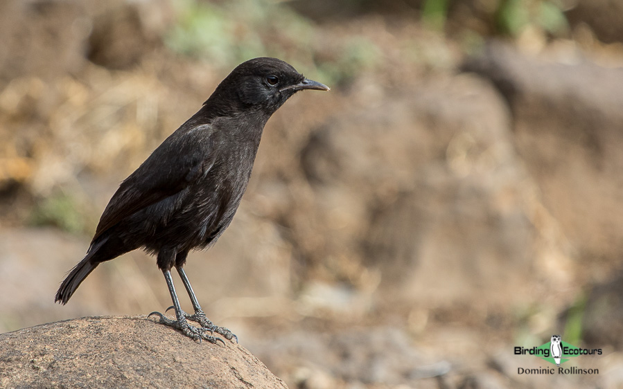 Ethiopian birding tours