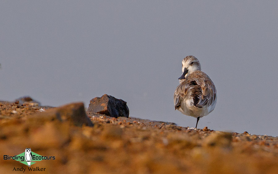 Central Thailand birding tours