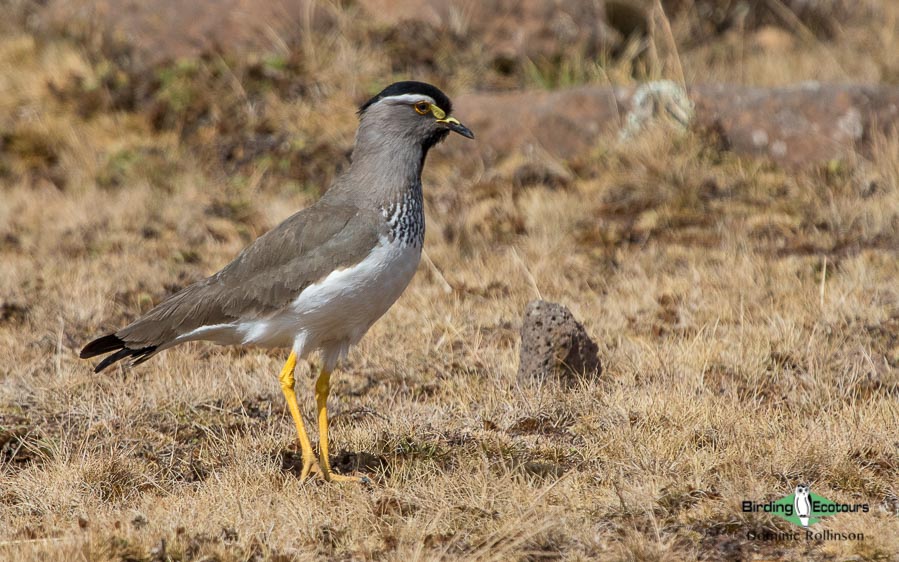 Ethiopia birding tours