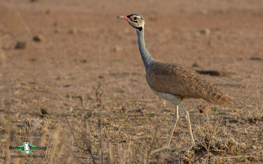 Ethiopia birding tours