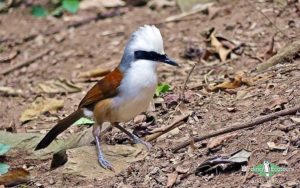 Central Thailand birding tours