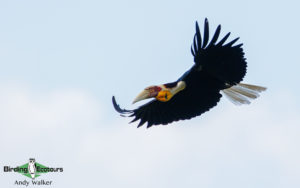 Central Thailand birding tours