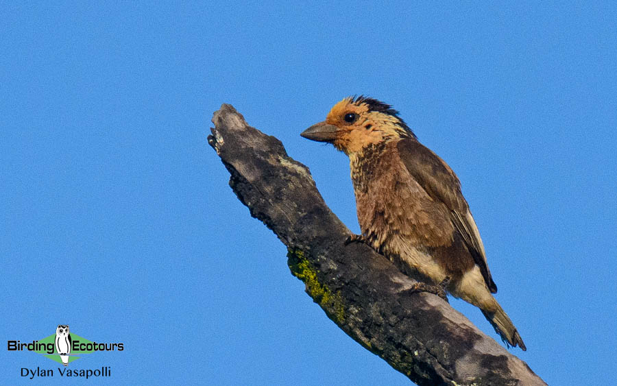 Angola birding tours