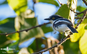 Angola birding tours