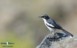 Angola birding tours