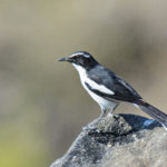 Angola birding tours
