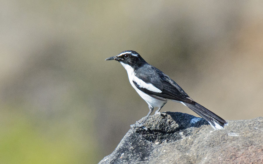 Angola birding tours