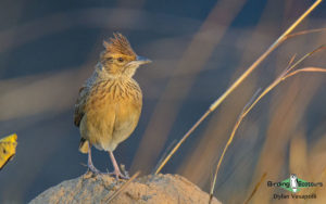 Angola birding tours