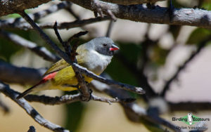 Angola birding tours