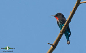 Angola birding tours