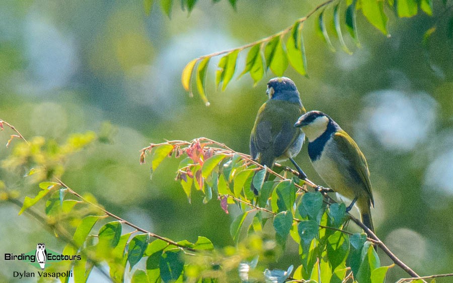 Angola birding tours