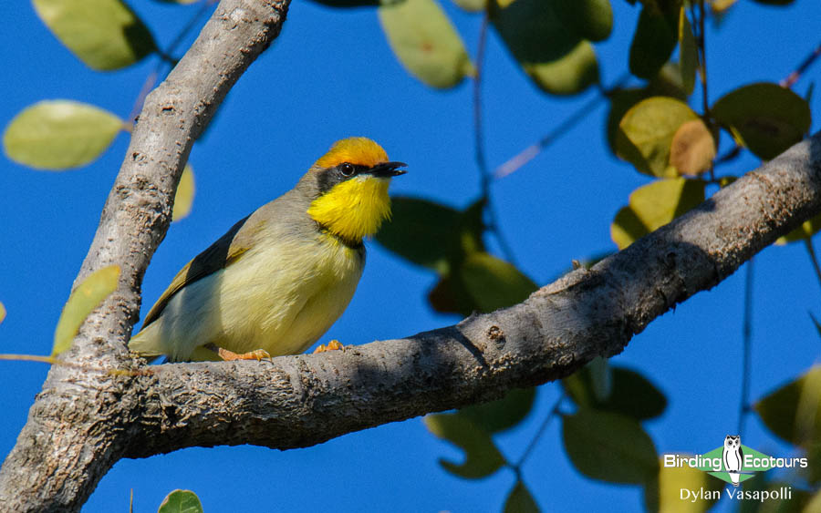 Angola birding tours