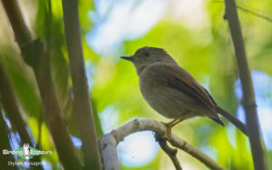 Angola birding tours