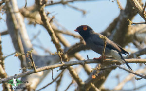 Angola birding tours