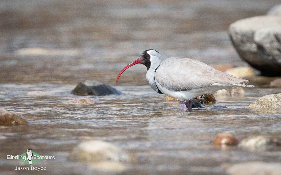 India and Bhutan birding tour