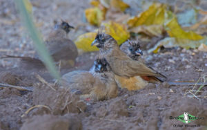 Angola birding tours