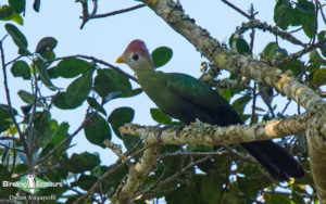 Angola birding tours