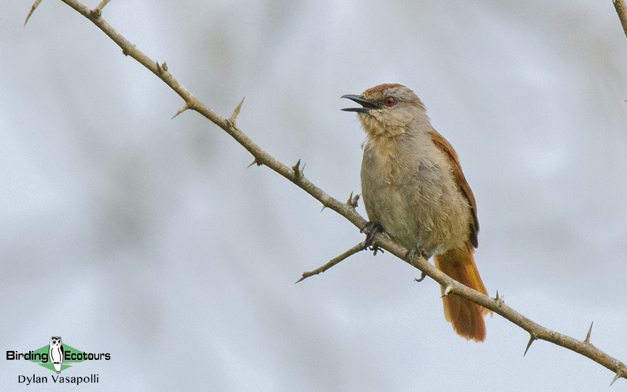 Angola birding tours