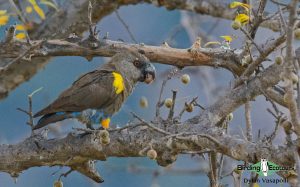 Angola birding tours