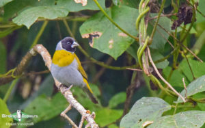 Angola birding tours