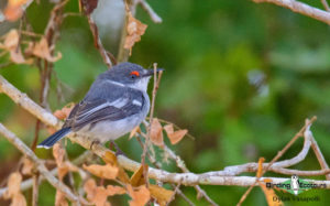 Angola birding tours