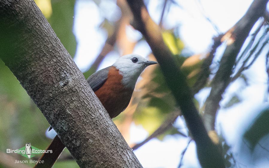 Angola birding tours