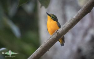 Gabon birding tours