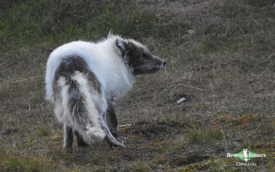 Svalbard Arctic cruise trip report