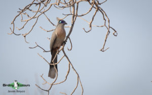 Northwest Madagascar birding tours