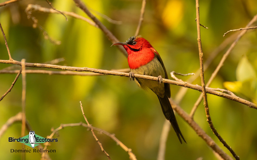 India birding tours