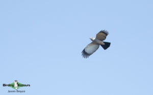 Northwest Madagascar birding tours