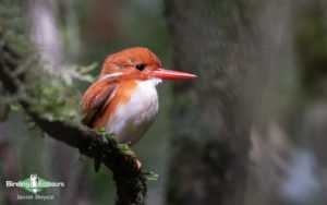 Northwest Madagascar birding tours