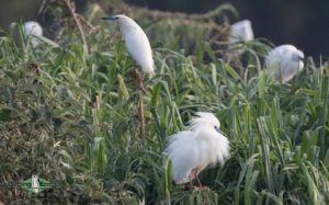 Northwest Madagascar birding tours
