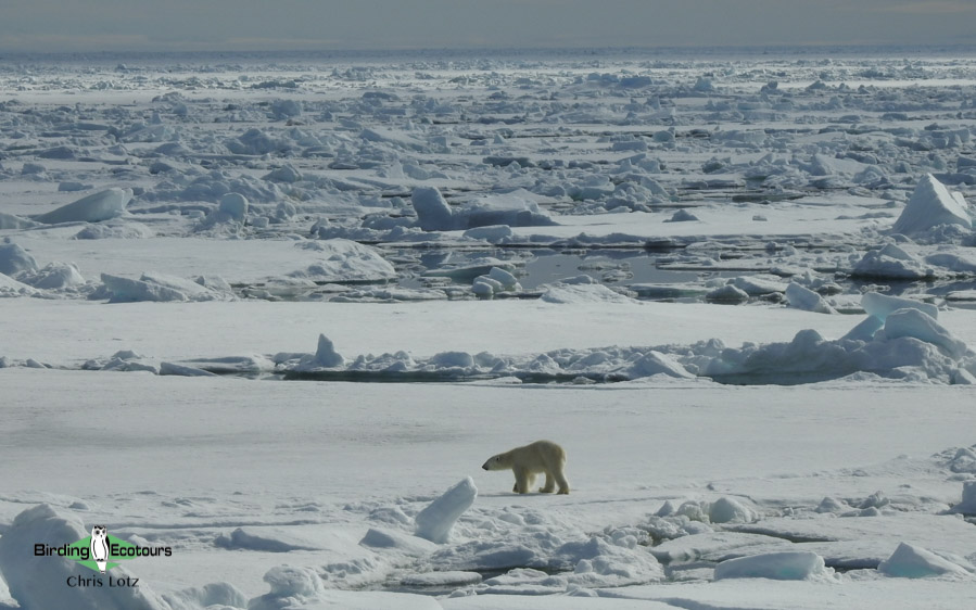 Svalbard Arctic cruise trip report