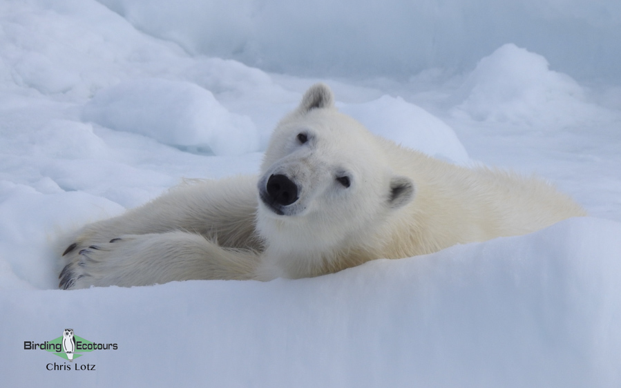 Svalbard Arctic cruise trip report