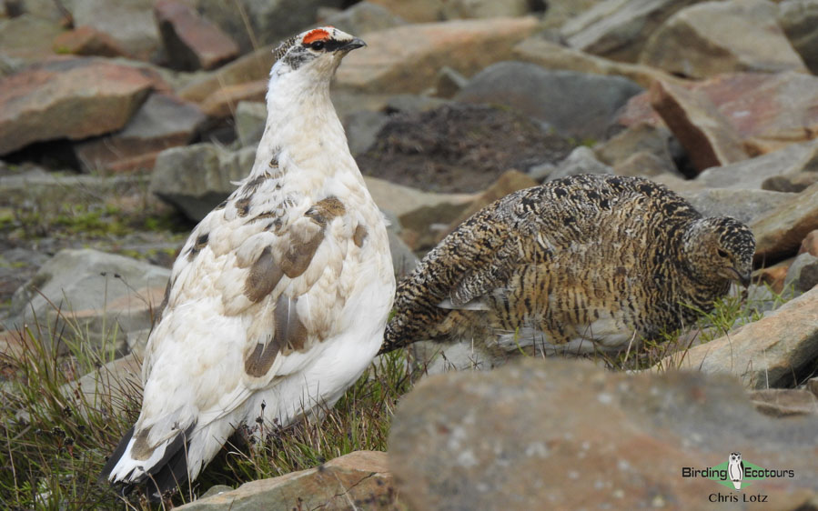 Svalbard Arctic cruise trip report