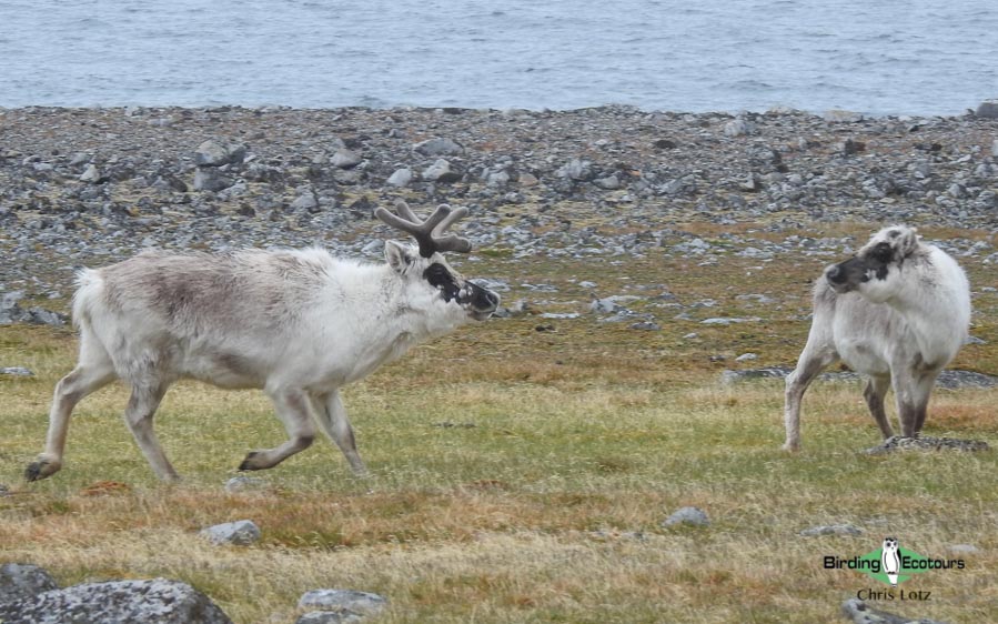 Svalbard Arctic cruise trip report