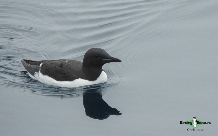 Svalbard Arctic cruise trip report