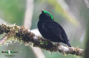Northwest Madagascar birding tours
