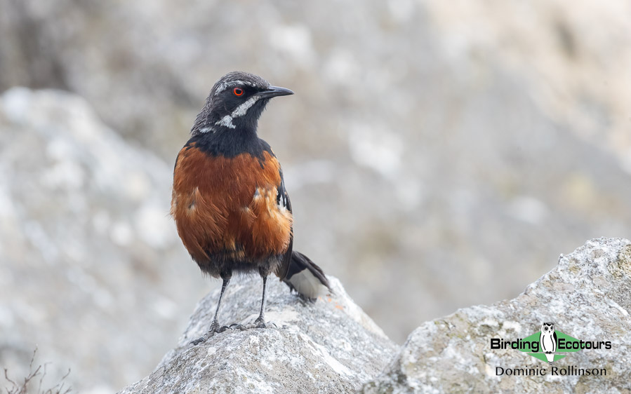 Cape Town best birding spots