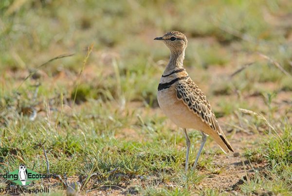 Kalahari trip report