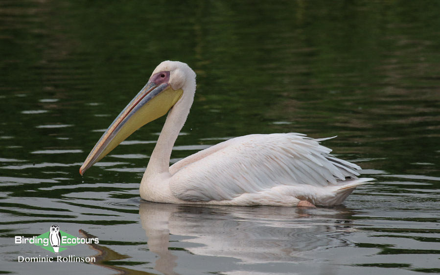 Cape Town best birding spots
