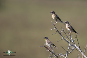 Drakensberg Zululand trip report