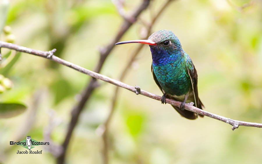 Southeast Arizona birding trip report