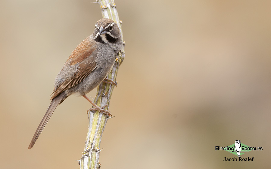 Southeast Arizona birding trip report