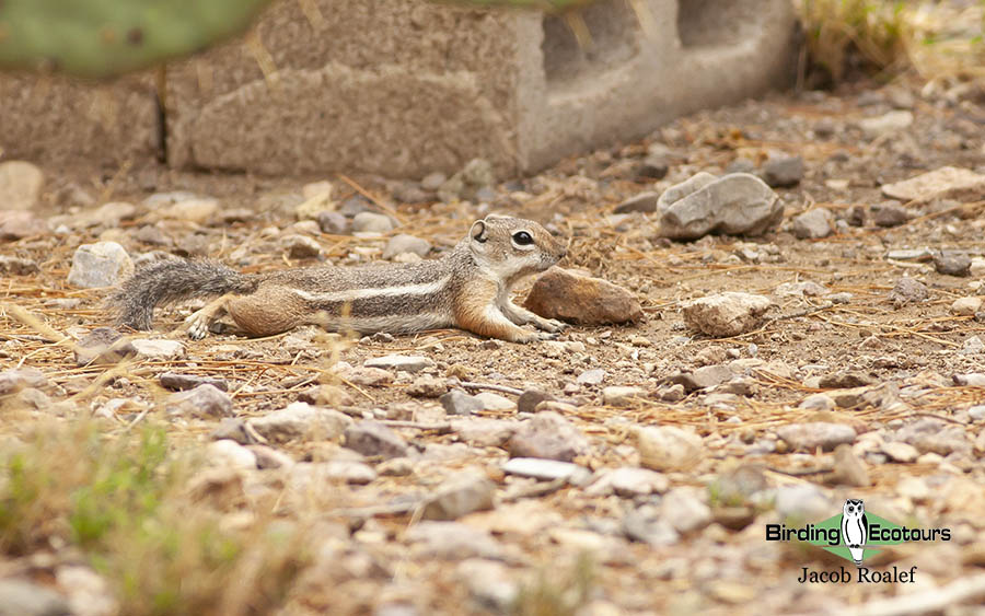 Southeast Arizona birding trip report