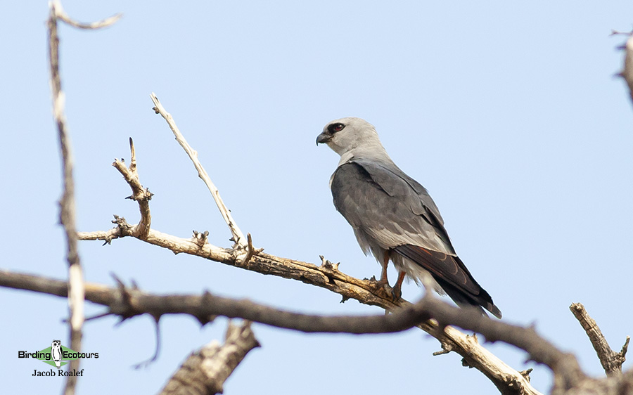 Southeast Arizona birding trip report