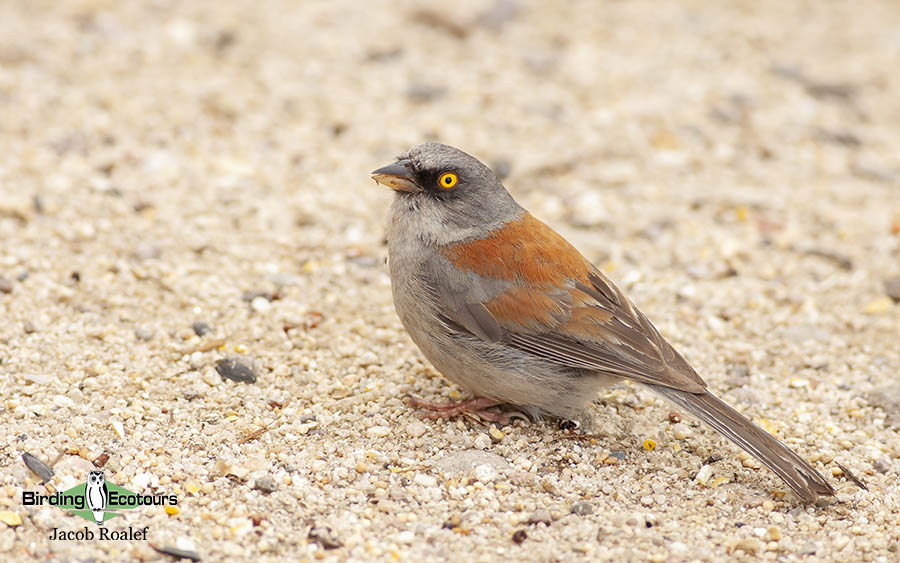 Southeast Arizona birding trip report