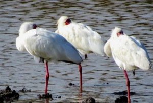 kenya birding tour